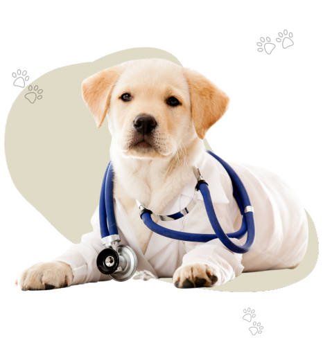 perro blanco con escultador de veterinario