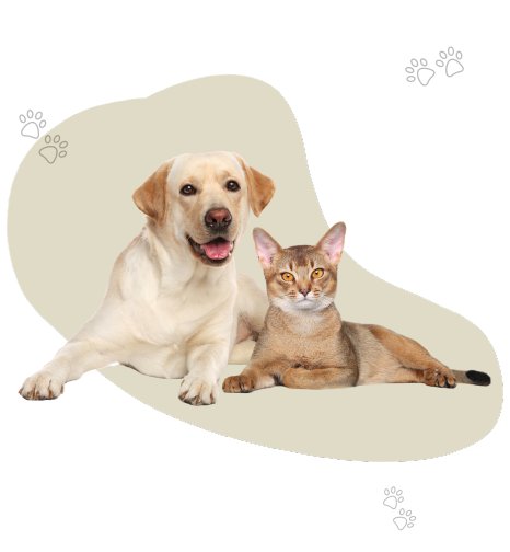 veterinario mascotas castellon