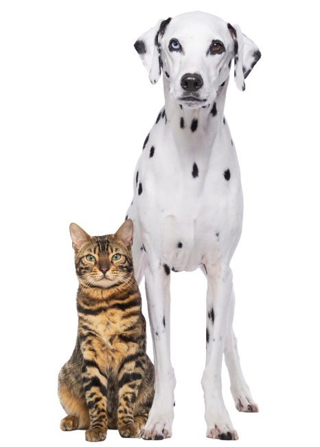perro dálmata con gato marrón a rayas