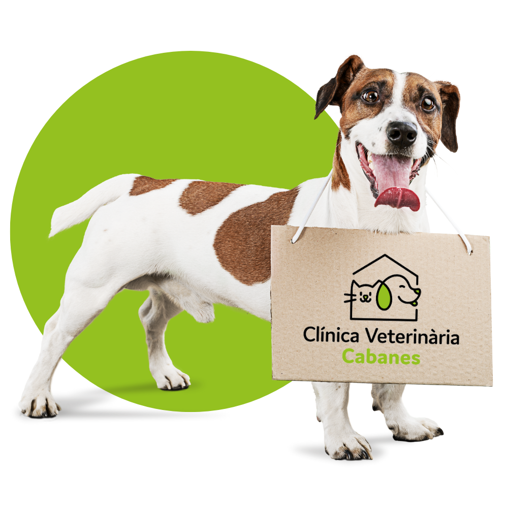 perro con cartel colgado con logotipo de clínica veterinaria