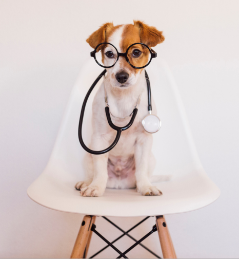 odontología veterinaria en Castellón