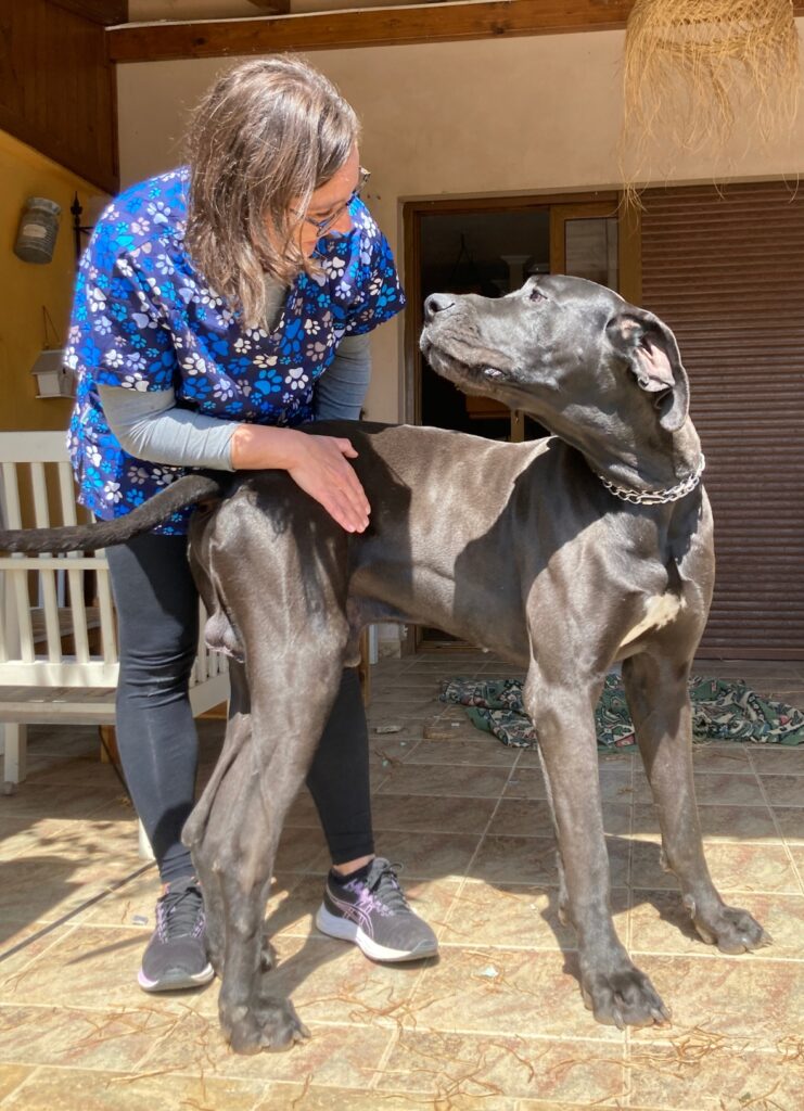 mujer veterinaria con perro grande negro