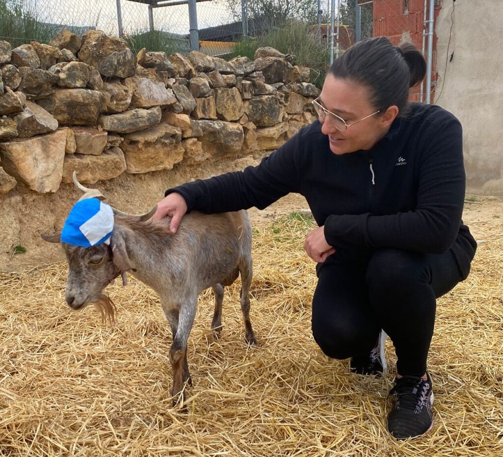 veterinaria con paciente caprino rotura de cuerno curado