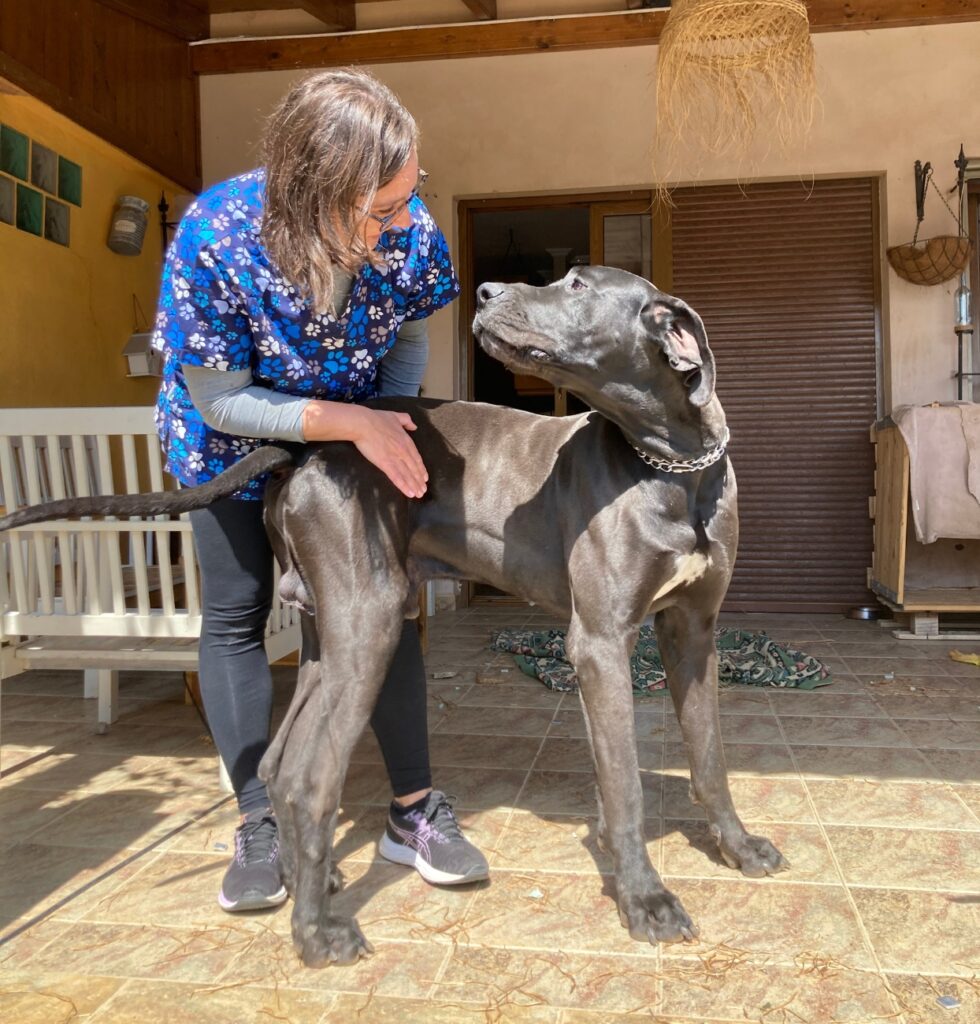 servicios veterinaria castellon para mascotas