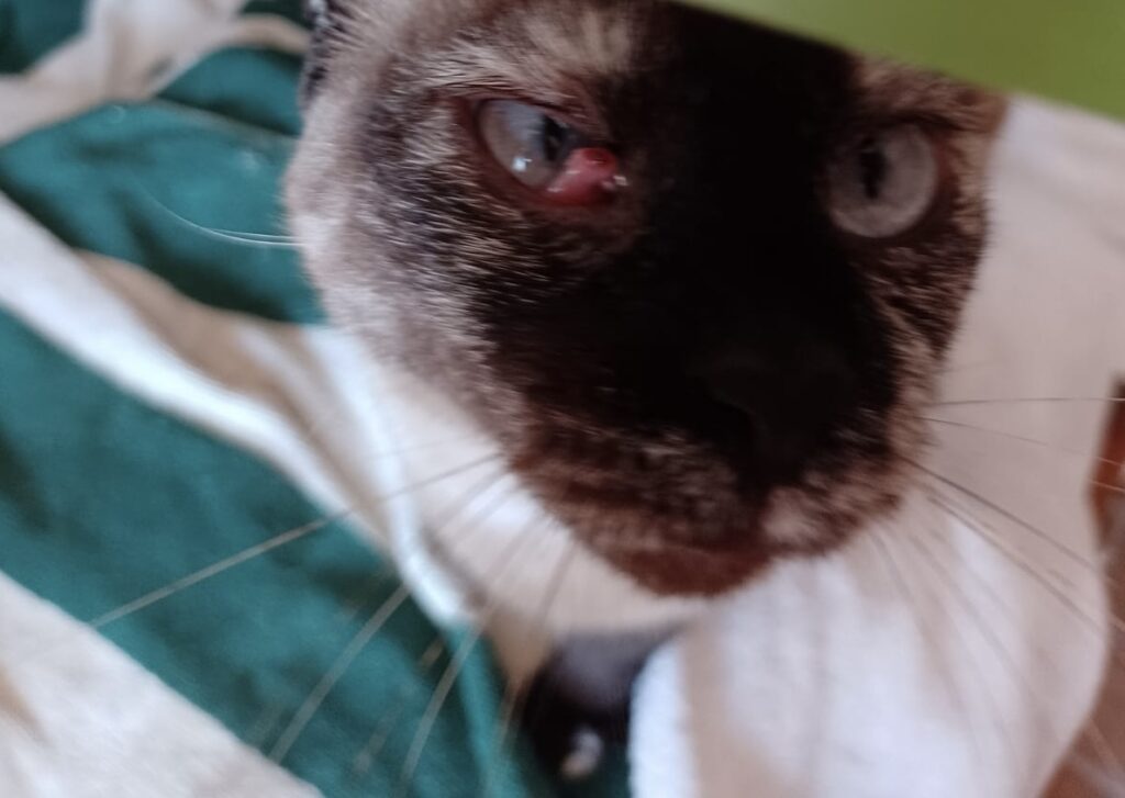 ojo de ojo enfermo